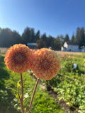 Levi's Nara dahlia, two orange dahlia flowers in bloom on a sunny day