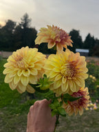 A hand holding a bouquet of yellow and peach dahlia flowers in a garden field with trees in the background.
