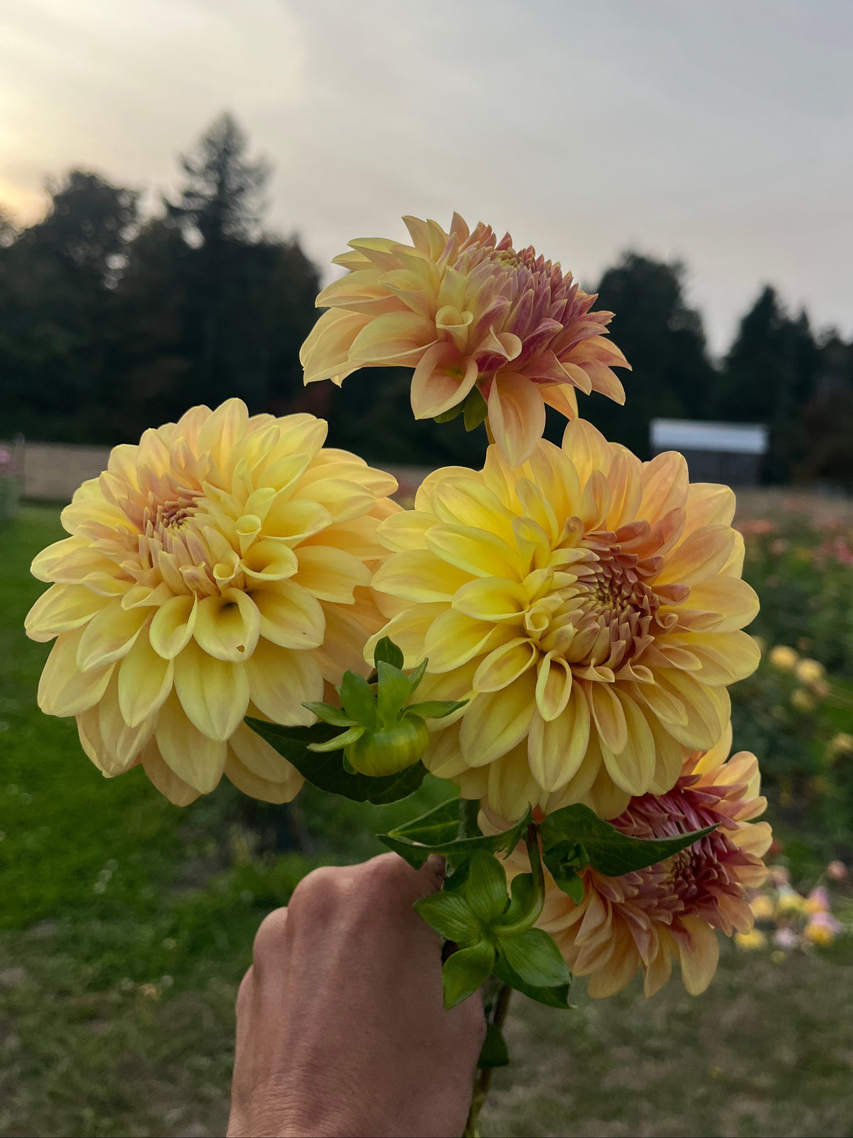 A hand holding a bouquet of yellow and peach dahlia flowers in a garden field with trees in the background.