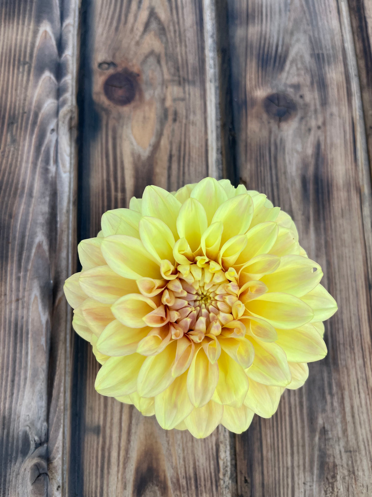 A single pale yellow dahlia flower photographed from above on a rustic dark brown wooden plank surface.