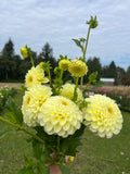 MM Buttercream dahlia tuber, a hand holding a cluster of pale yellow dahlia flowers with green leaves and