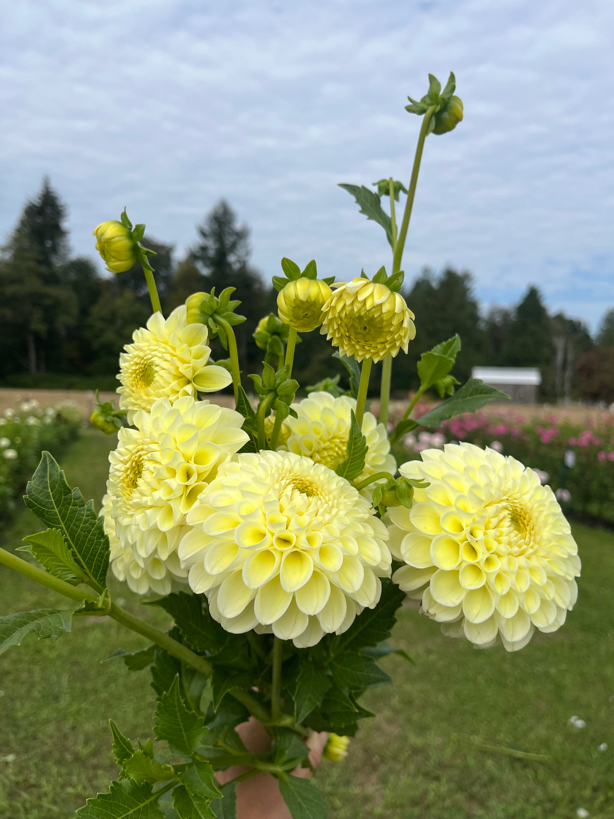 MM Buttercream dahlia tuber, a hand holding a cluster of pale yellow dahlia flowers with green leaves and