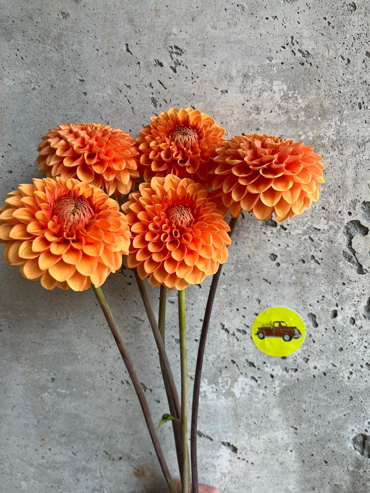 Maarn dahlia bloom, alternate view