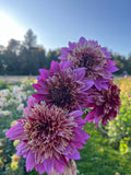 A close-up of several large dahlia flowers in shades of pink, purple, and burgundy, held in front of a blurred outdoor garden background with blue sky and trees.