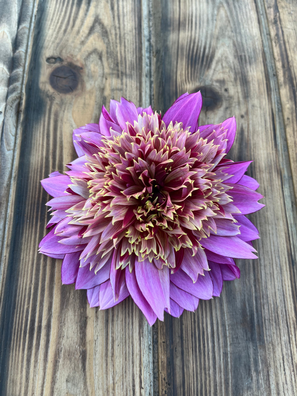 A single blooming dahlia flower with layered purple and pink petals and a cream center, photographed from above on a rustic wooden plank surface.