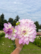 Mikayla Miranda dahlia tuber, a hand holding a bouquet of light pink and white dahlias in a grassy garden