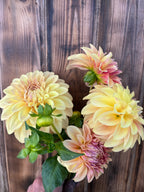 A bouquet of large dahlia flowers in soft yellow, peach, and pink tones with green stems and leaves, held against a rustic dark brown wooden plank background.