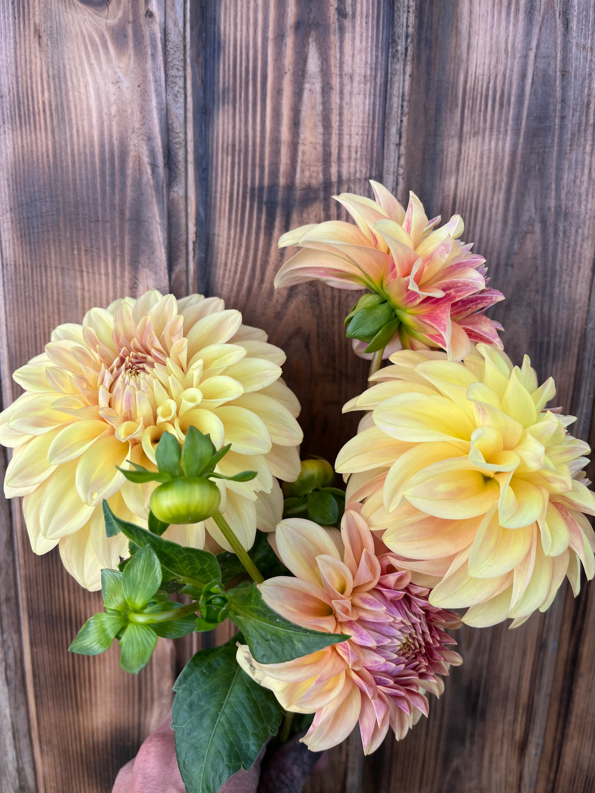 A bouquet of large dahlia flowers in soft yellow, peach, and pink tones with green stems and leaves, held against a rustic dark brown wooden plank background.