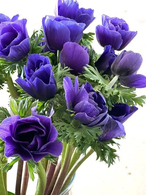 Anemone Mistral Blue