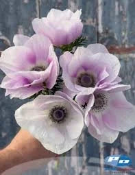 Anemone Pale