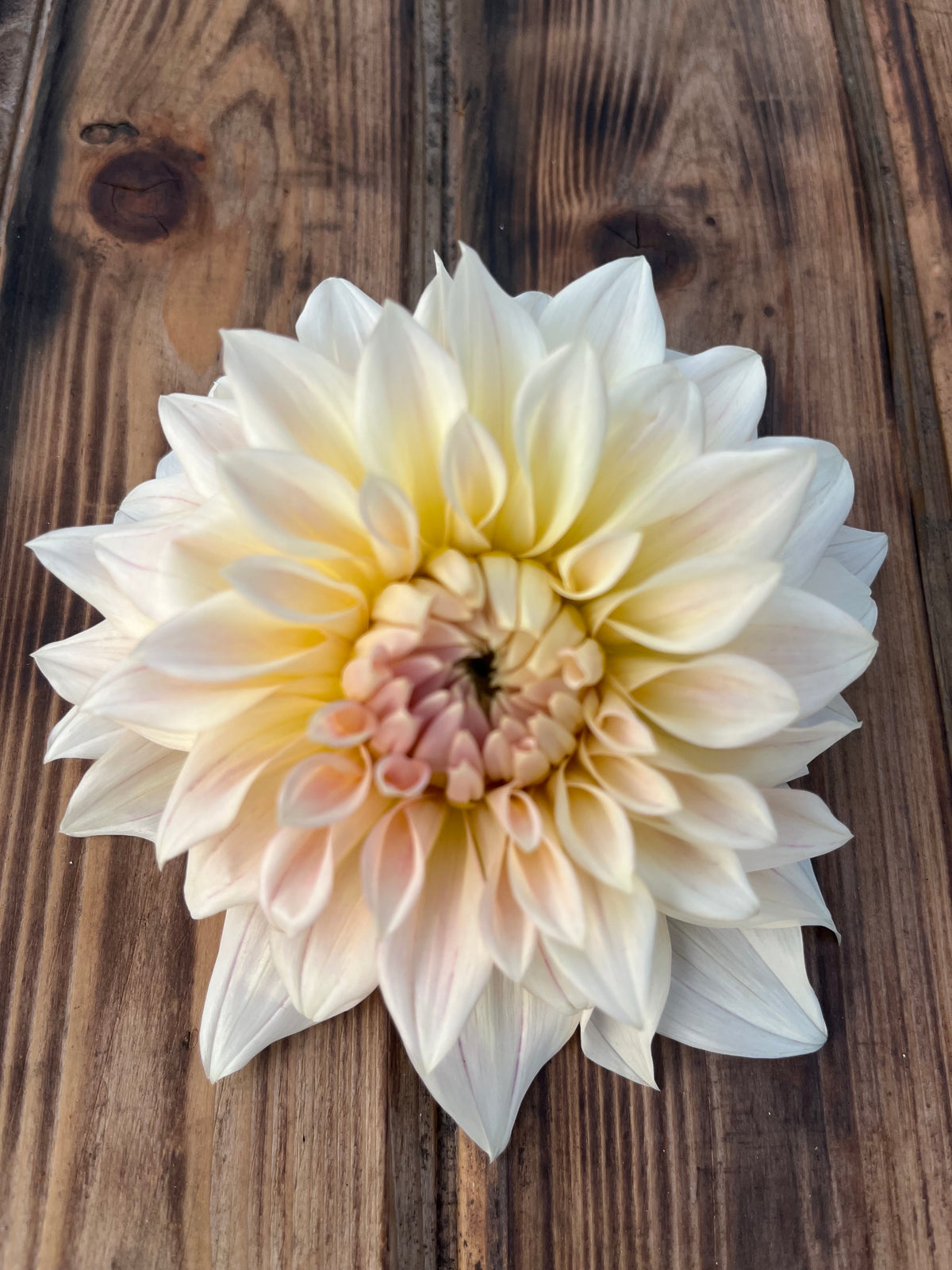 A single large dahlia flower with cream, pale yellow, and soft blush petals, photographed from above on a rustic brown wooden surface.