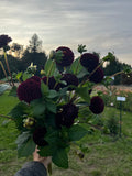 Moor Place dahlia tuber, burgundy pom pom dahlia