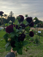 Moor Place dahlia tuber, burgundy pom pom dahlia