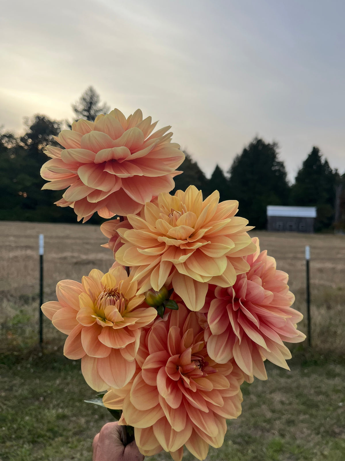 A bouquet of large peach and yellow dahlia flowers held up outdoors in a field, with trees and a cloudy sky in the background.