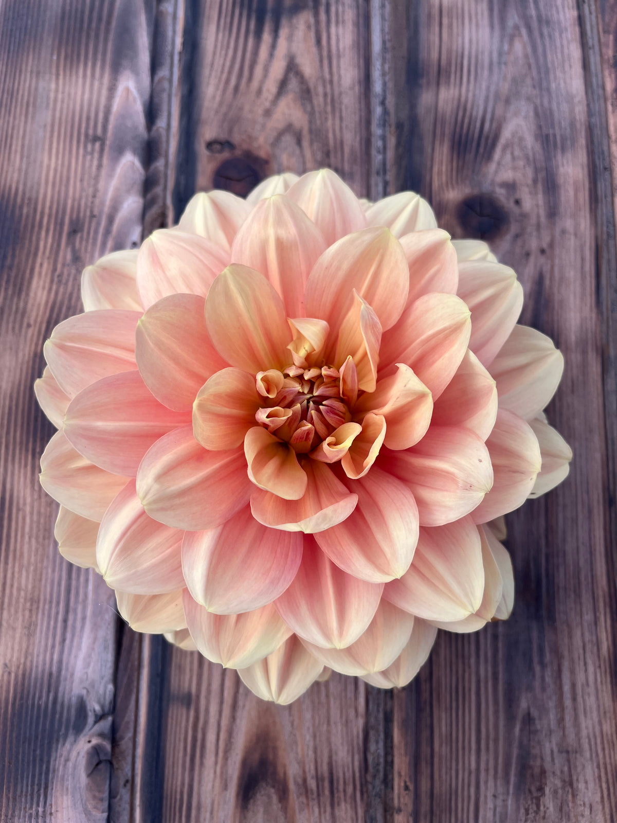A single large dahlia flower with layered peach, pink, and cream petals, photographed from above on a rustic dark wood plank surface.