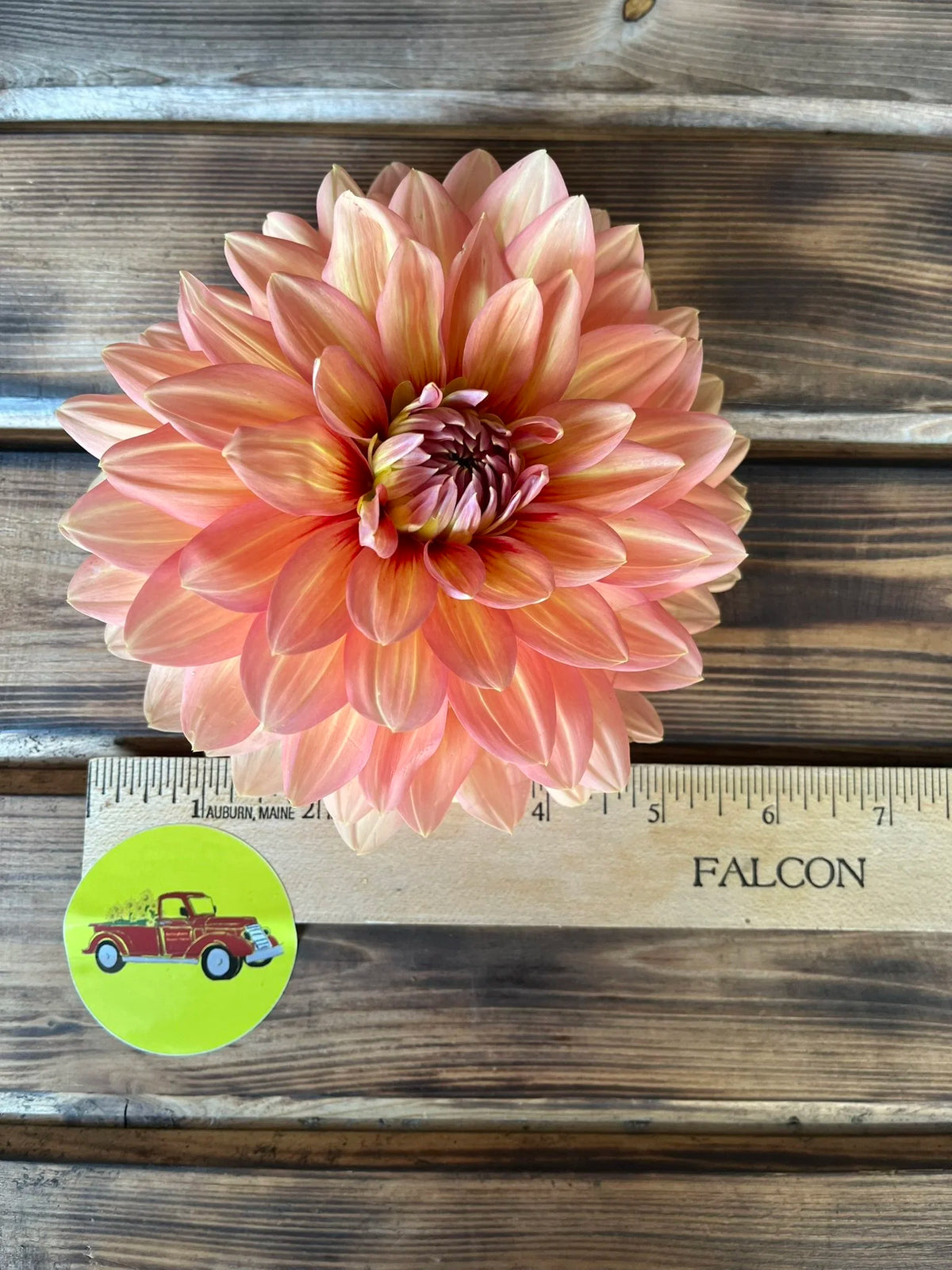 Nicholas dahlia bloom, additional photo