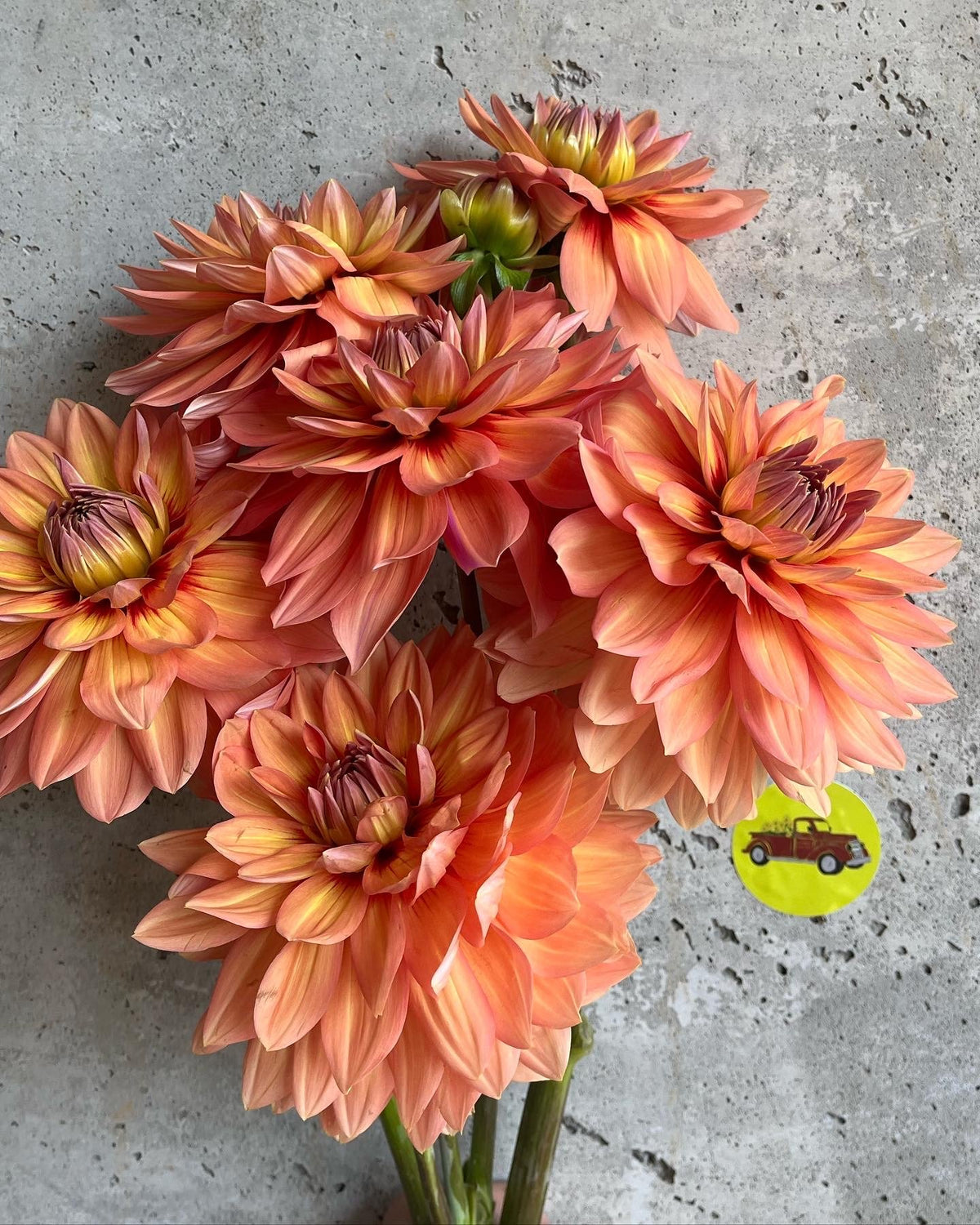 Nicholas dahlia flower, another view of the bloom