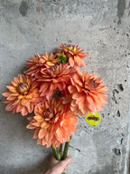 Nicholas dahlia tuber