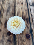A single cream-colored dahlia flower with layered petals, photographed from above on a rustic dark brown wooden plank surface.
