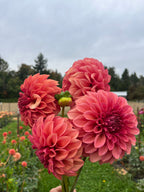 Four large pinkish-red dahlia flowers held in a garden field under an overcast sky, with blurred green foliage and other flowers in the background.
