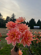 A hand holding a bouquet of large, vibrant pink and peach dahlia flowers in an outdoor garden setting during late afternoon.