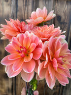 A bouquet of vibrant coral-pink dahlia flowers with white tips, held in front of a rustic dark wood plank background.
