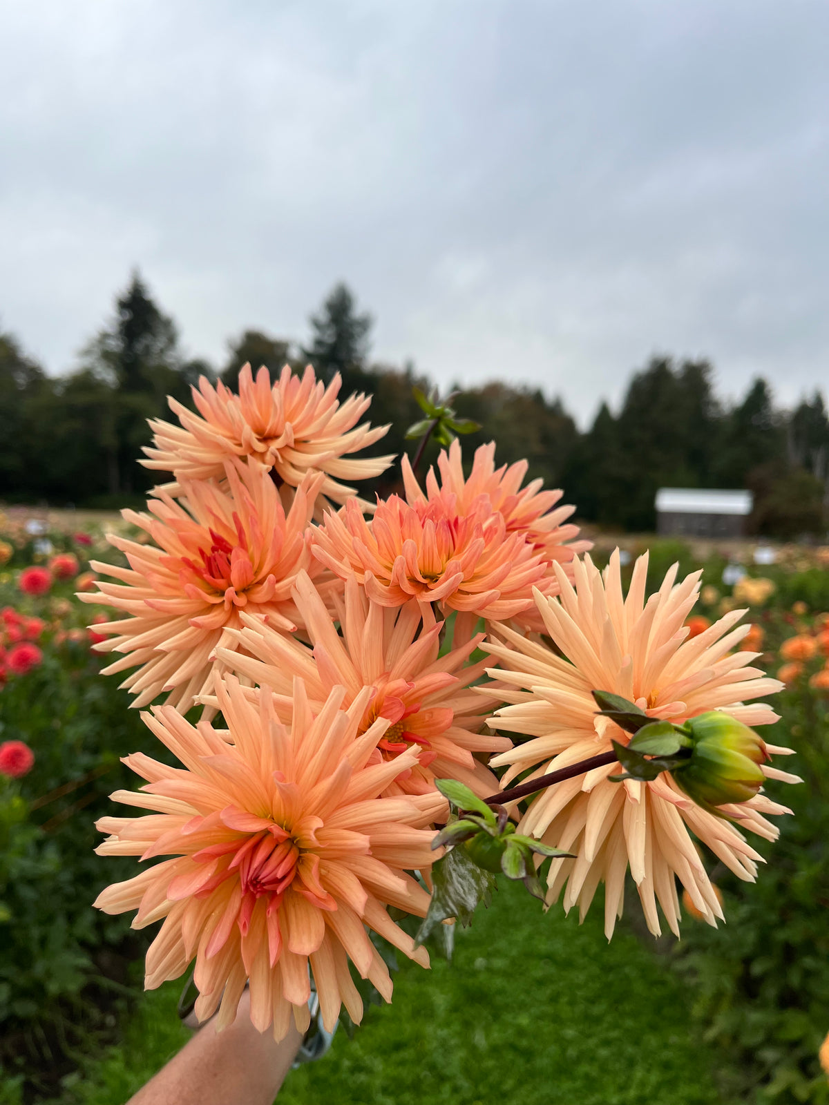 peach starburst dahlia in the sky