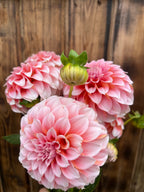 Three pink dahlia flowers with a green bud, photographed against a rustic wooden plank background.