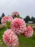A close-up of several pink dahlia flowers in bloom, held in front of a blurred outdoor garden background with grass, trees, and an overcast sky.