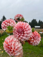 A close-up of several pink dahlia flowers in bloom, held in front of a blurred outdoor garden background with grass, trees, and an overcast sky.