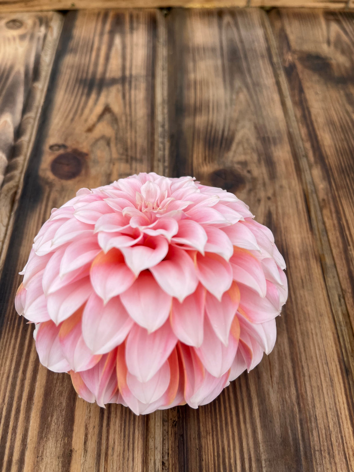 A single pink dahlia flower head photographed from above on a rustic wooden plank surface.