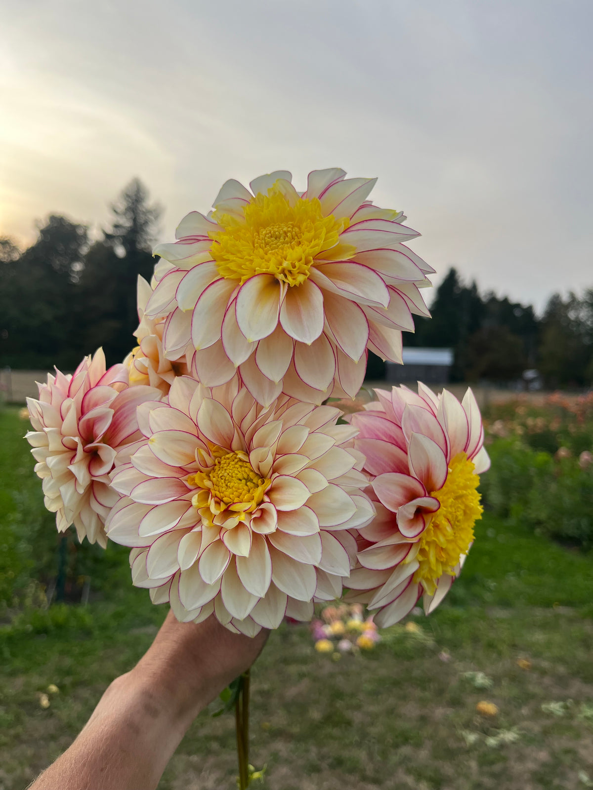 A hand holding a bouquet of dahlia flowers in a field. The flowers have pale pink and cream petals with vibrant yellow centers.