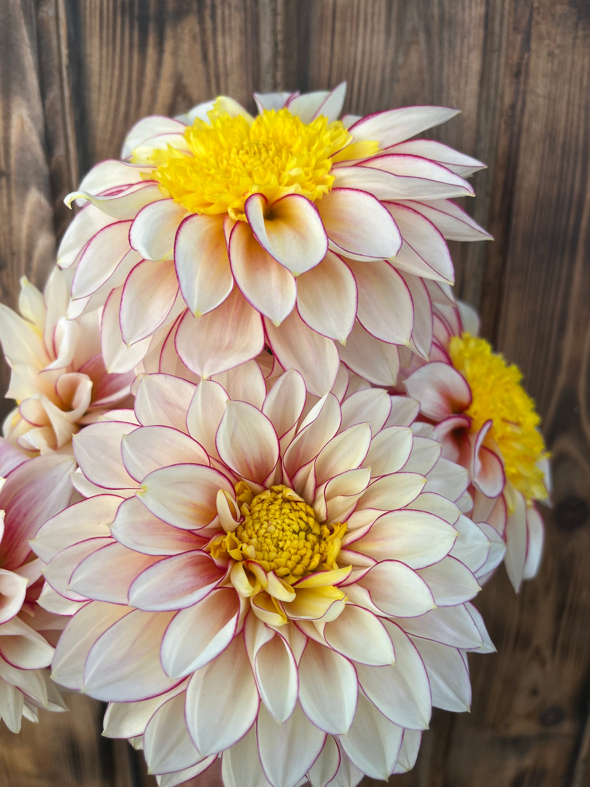 A close-up of blooming dahlia flowers with pale pink and white petals outlined in pink, bright yellow centers, and some cream-white blooms, set against a rustic dark wood background.
