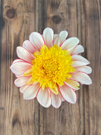 A single dahlia flower with white petals edged in pink and a bright yellow center, photographed from above on a rustic wooden surface.