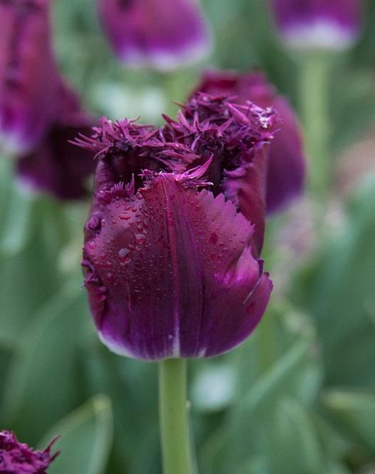 Purple Fringed Tulip