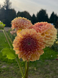 Three large dahlia flowers in peach, orange, and pale yellow are held in a hand outdoors in a flower field at sunset.