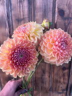 A hand holding a bouquet of blooming dahlia flowers in shades of peach, pink, and pale yellow, set against a rustic dark wood plank background.