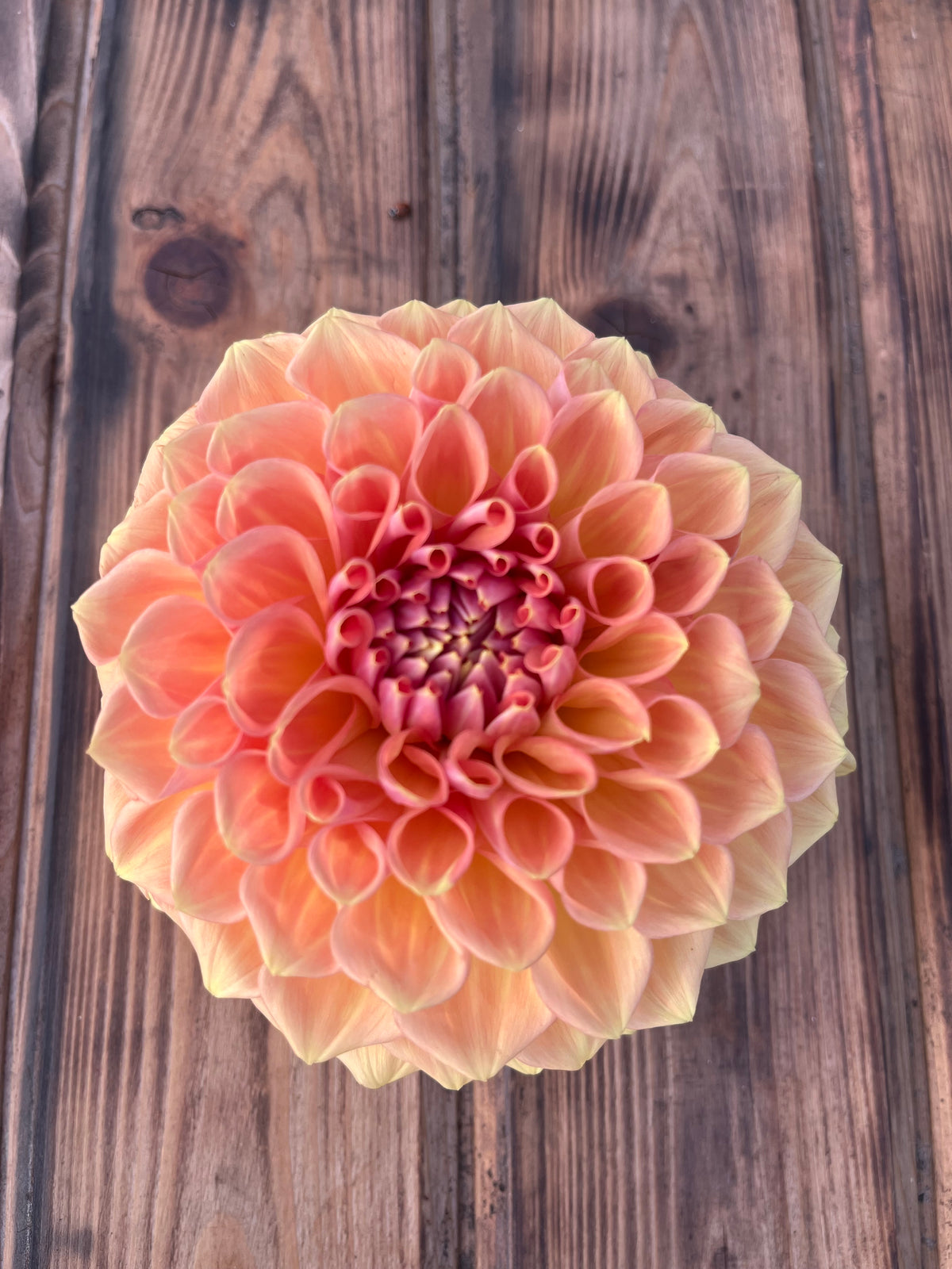 A single large dahlia flower with layered peach, pink, and pale yellow petals, photographed from above on a rustic dark wood surface.
