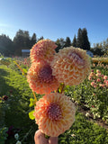 RM Summer Haze dahlia, four large peach and cream dahlia flowers held in a hand outdoors in a sunny flower field