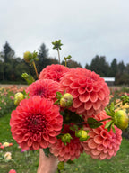 A hand holding a bouquet of vibrant coral-pink dahlia flowers with green buds and leaves, set against a blurred outdoor flower field and cloudy sky.