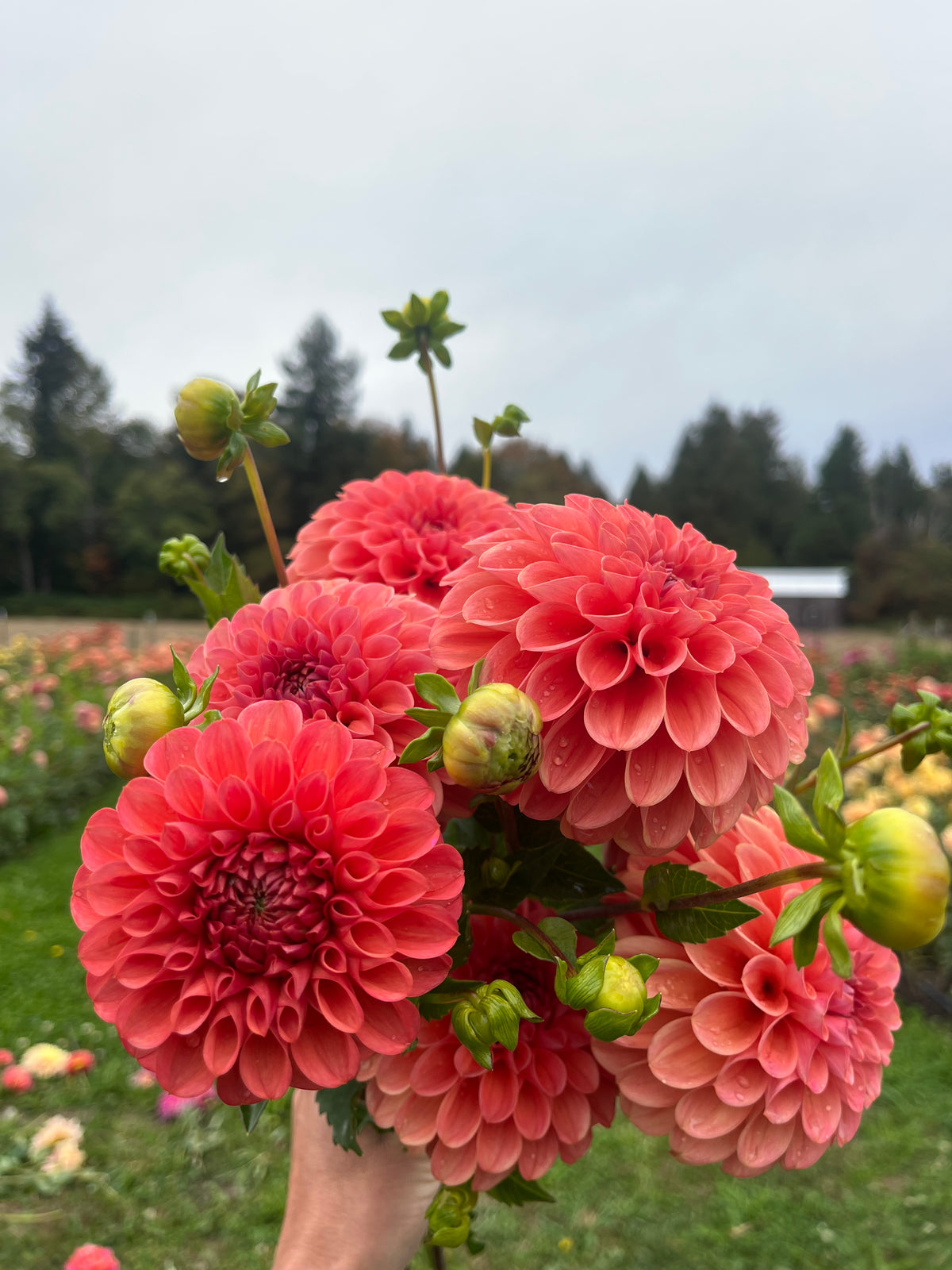 A hand holding a bouquet of vibrant coral-pink dahlia flowers with green buds and leaves, set against a blurred outdoor flower field and cloudy sky.