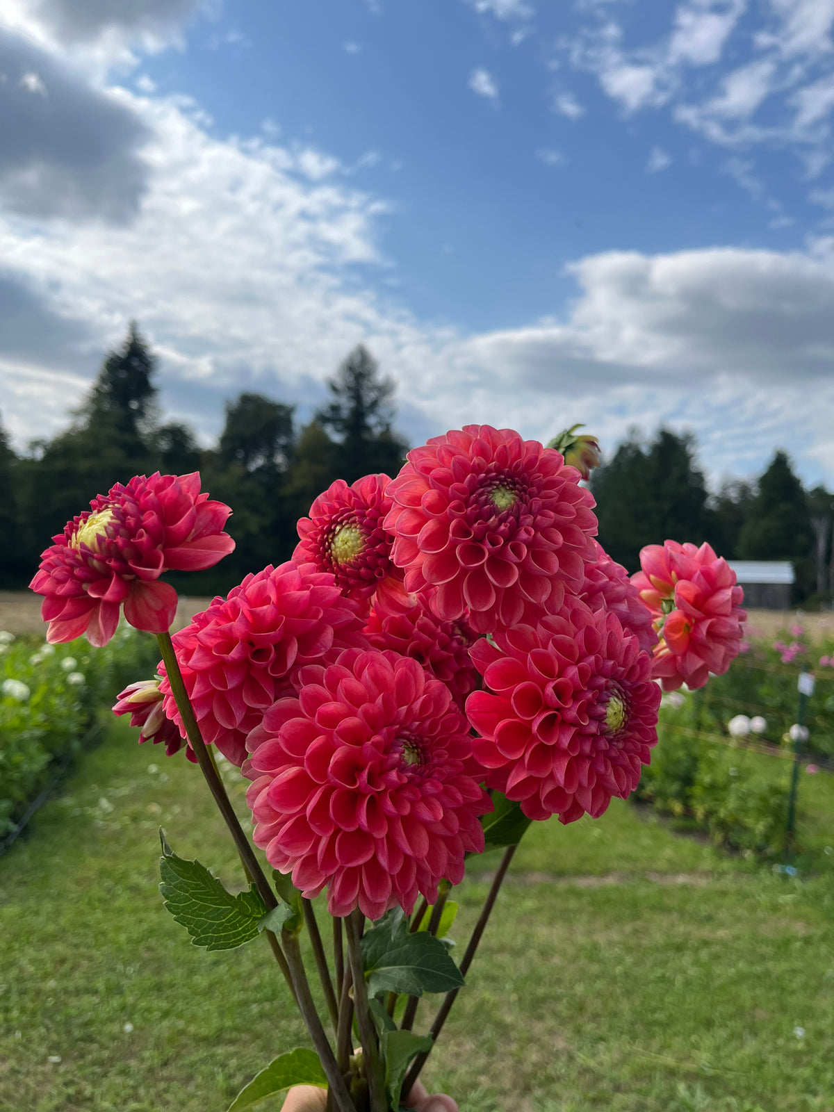 RM Watermelon dahlia tuber, a bouquet of vibrant pink dahlia flowers held up in a garden with green grass