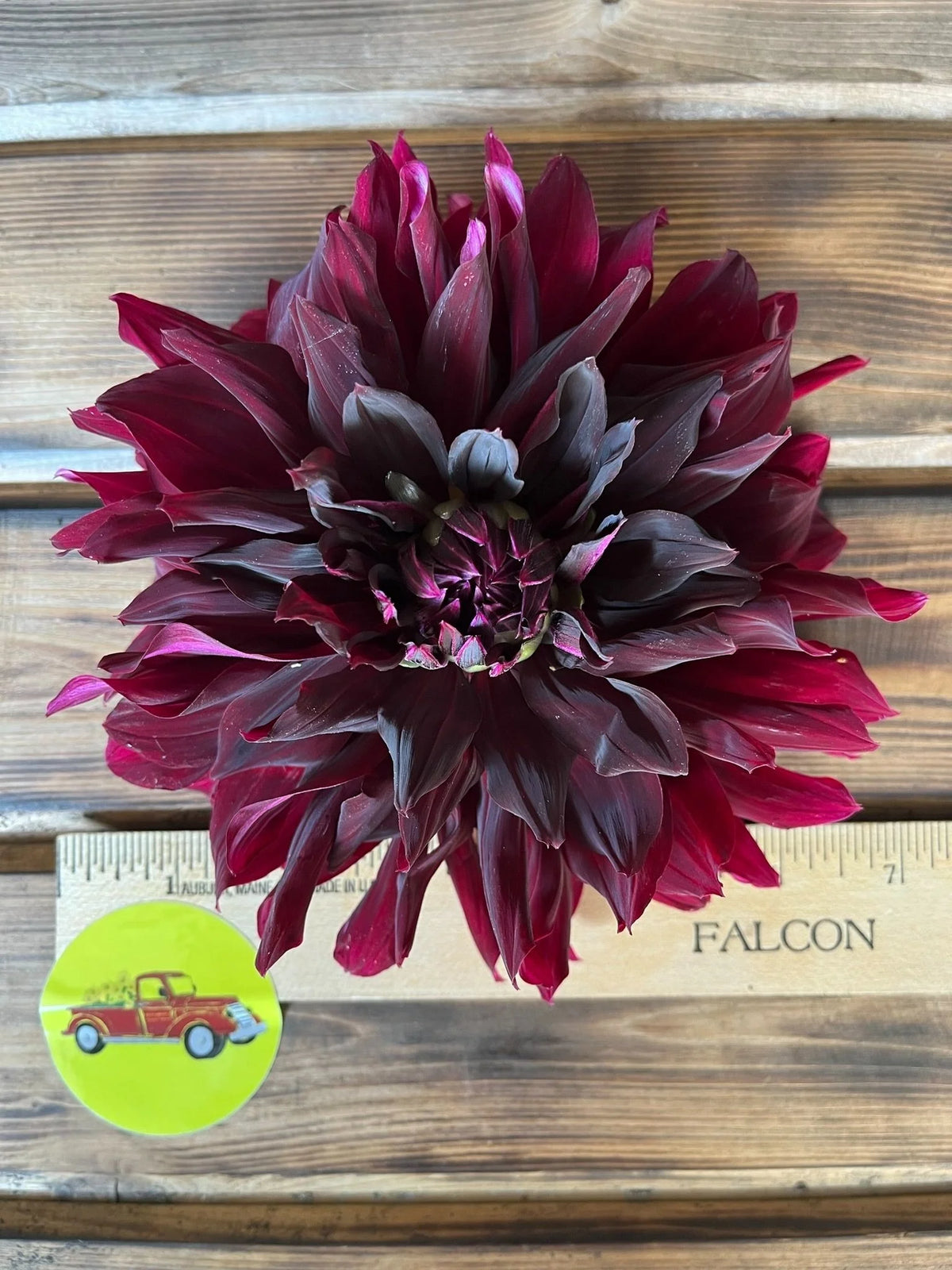Rip City dahlia bloom, additional photo