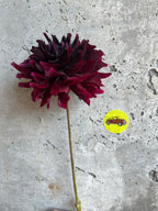 Rip City dahlia tuber