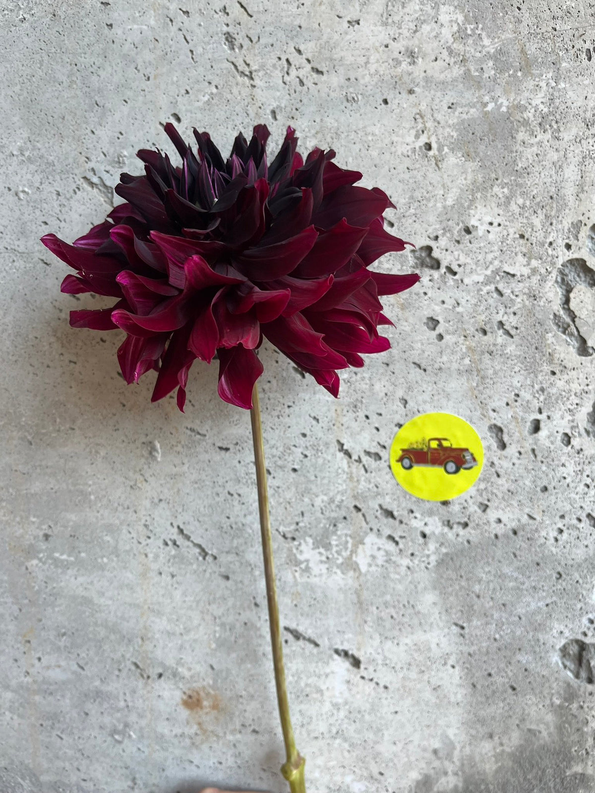 Rip City dahlia tuber