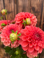 A close-up of vibrant coral-pink dahlia flowers with green buds and leaves, set against a rustic dark brown wooden fence background.