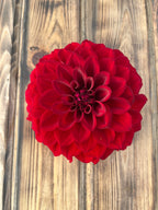 A single deep red dahlia flower photographed from above on a rustic wooden plank surface.