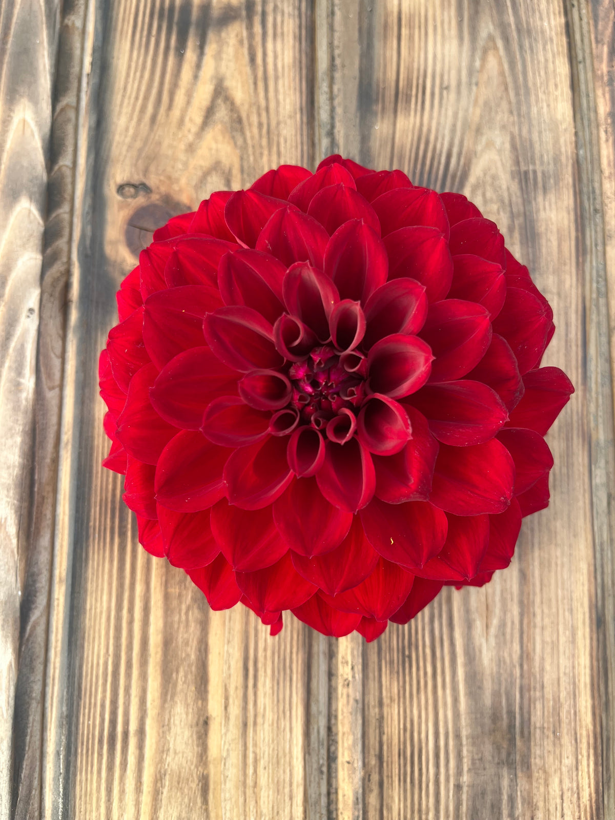 A single deep red dahlia flower photographed from above on a rustic wooden plank surface.