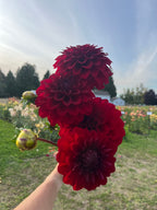 Three deep red dahlia flowers with green buds held up by a person's hand in front of a blurred outdoor flower field and blue sky.