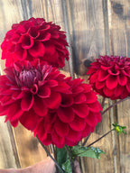 Deep red dahlias